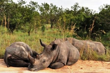 Afrique du Sud le nombre de rhinocéros tués en hausse